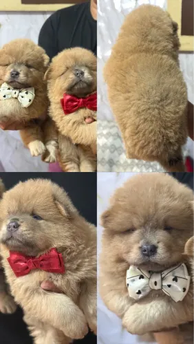 Chow Chow