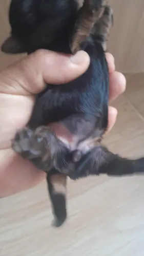 ninha de yorkshire pedree tão com dez dias