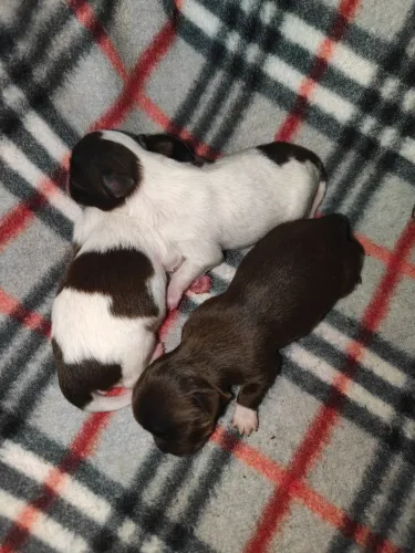 Filhote de chihuahua Macho