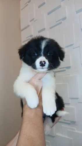 Filhotes de border collie lindos