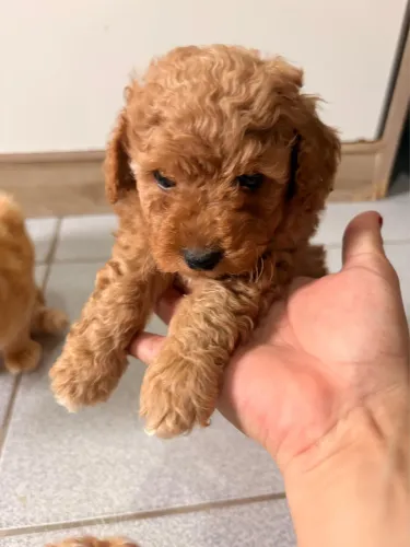 Poodle filhotes lindo vacinado