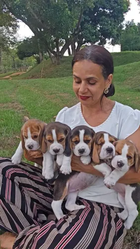 Filhotes de Beagle 13 polegadas com pedigree disponíveis para venda 