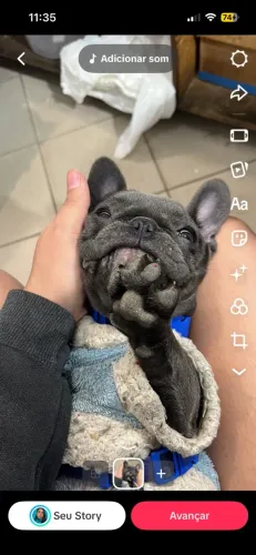 Buldogue francês fêmea azul