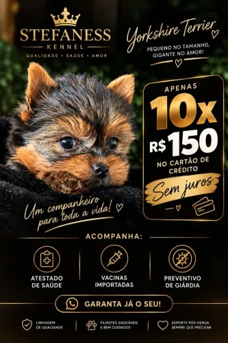 Yorkshire terrier alto padrão !