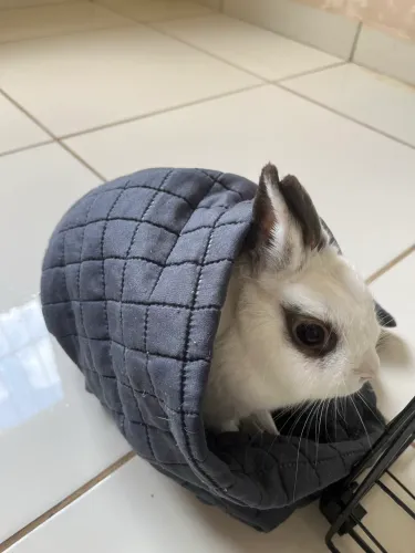 Vendo coelho Fêmea mini