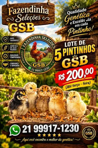 Pintinhos GSB - Rio Bonito - Tanguá - RJ.