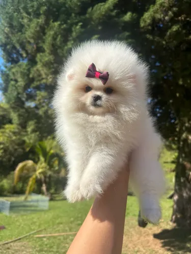 LULU DA POMERANIA!!!