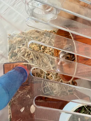 Hamster anão russo