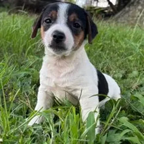 Jack Russel Terrier | Esperteza e carinho em um só filhote 