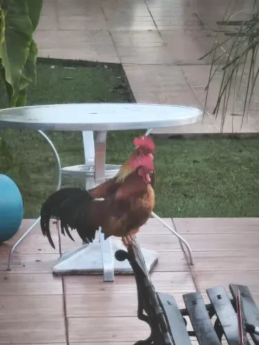 Vendo 2 galo Garnize
