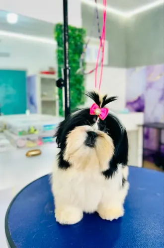 Shih tzu fêmea