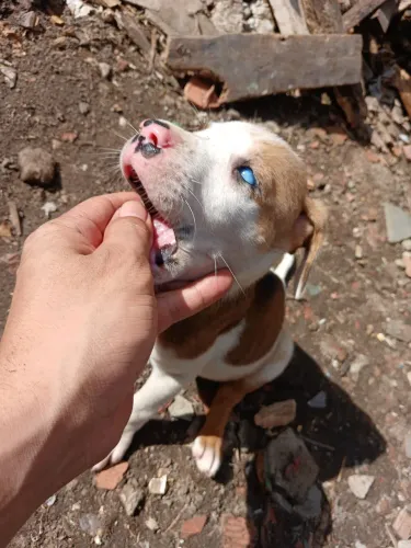 Dog alemão x rottweiler 