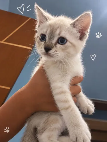 Gatinhos disponíveis para adoção
