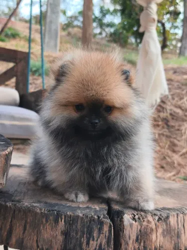 SPITZ ALEMÃO ANÃO MACHINHO