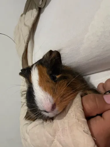 Porquinho da índia