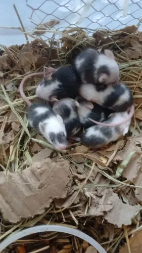 Camundongo Pet para reservas 