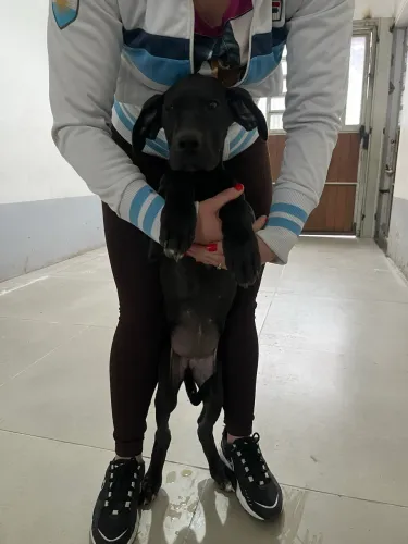 Dogue alemão 