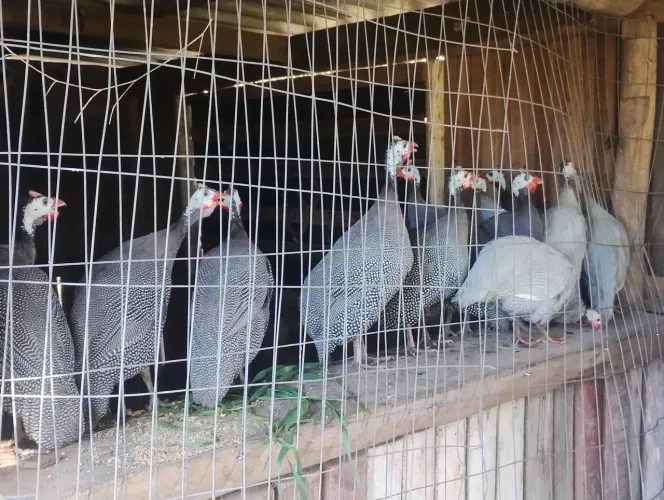 Angolistas