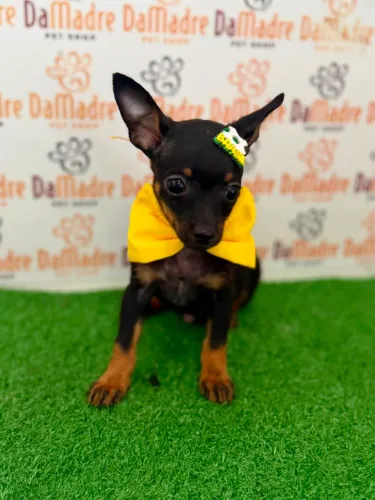 Pinscher Macho