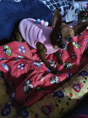 Cachorro ? 