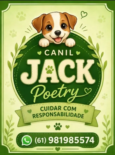 Jack Russell Terrier