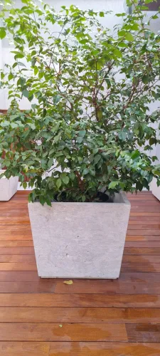 VASO GRANDE PLANTA MÁRMORE BRUTO TRAVERTINO NACIONAL