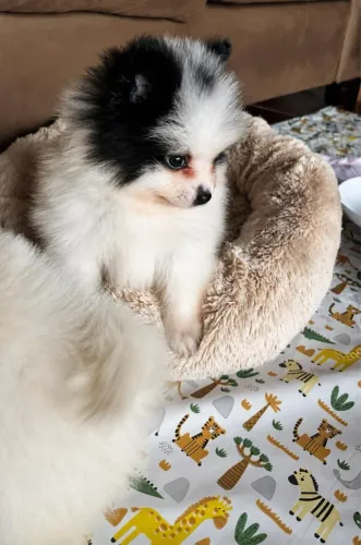 Filhote de Lulu da pomerânia / spitz alemão