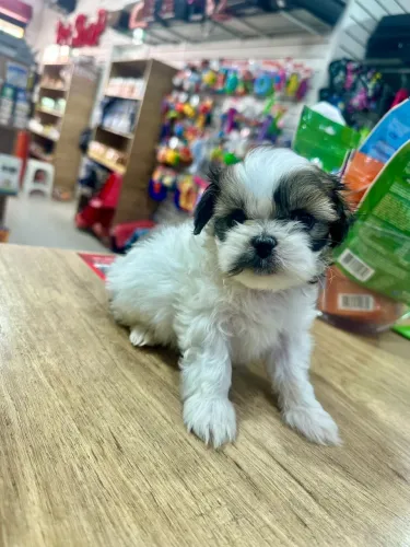 Filhotes de shitszu macho