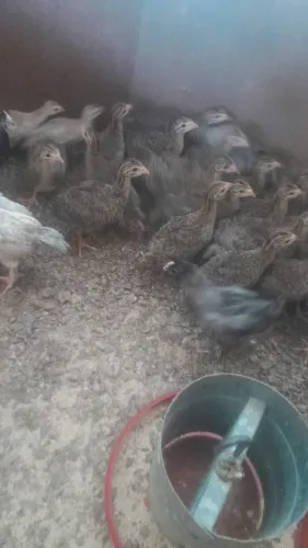 Vendo capotes com 30 dias!!