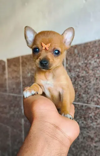 Pinscher lindos