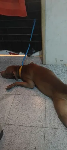 Cachorro