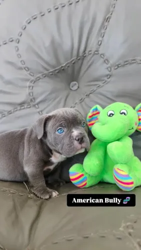 American Bully- micro 12x sem juros ! 