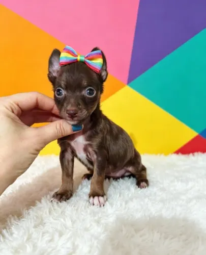 Pinscher Pequena Grande Amiga