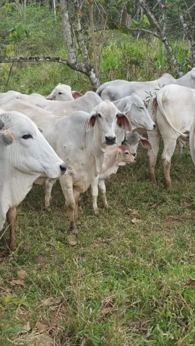Gado tabapuã 