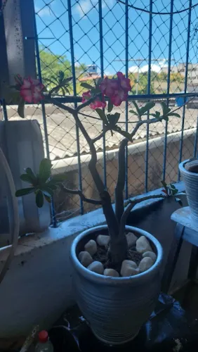 Flor do deserto com vaso G aceito cartão