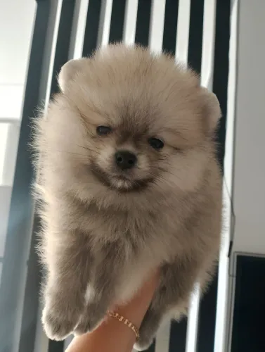 Lulu da Pomerânia - Spitz anão 