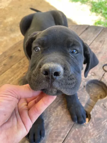 Fêmea e macho de Cane Corso, casal
