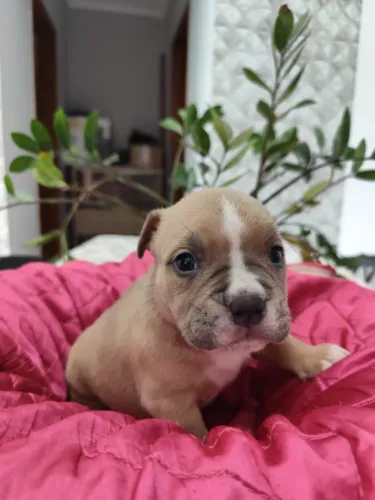 American Bully Fêmea 