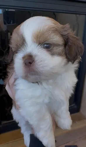 Shih tzu mini macho dos olhos verdes
