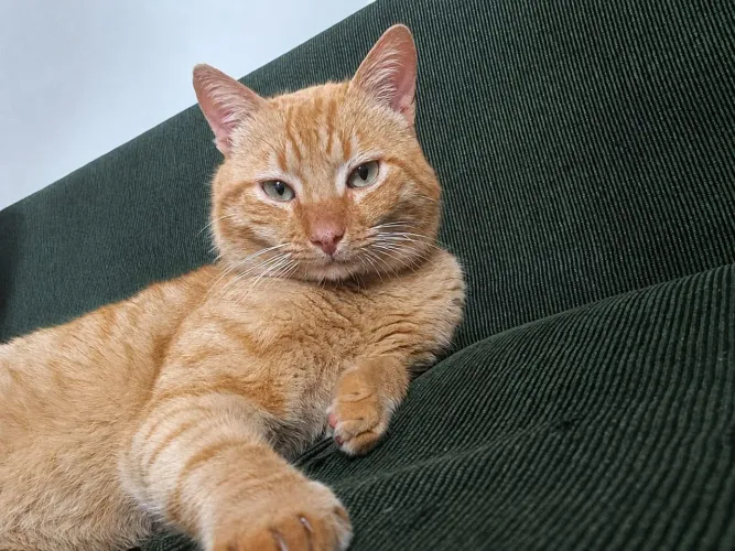 ADOTE lindo bochecha laranja castradinho