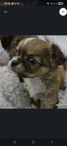 Chihuahua Macho Pelo Longo
