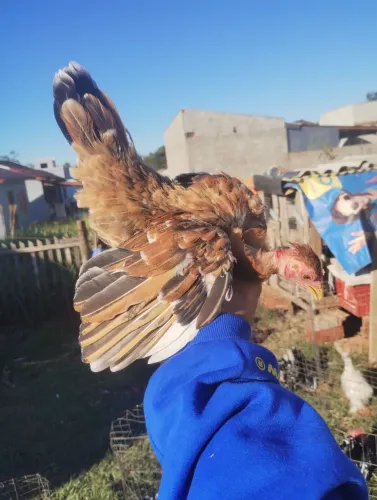 Franguinha polaca 