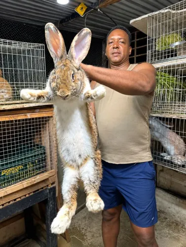 ? COELHO GIGANTE DE FLANDRES ? ALTO PADRÃO GENÉTICO