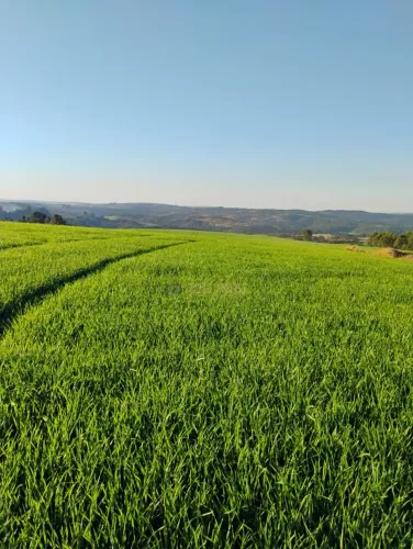 FAZENDA EM TAMARANA -PR, com 1.000 Hectares