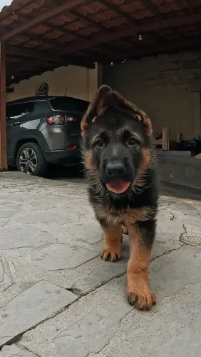 PROMOÇÃO ATE QUINTA - FÊMEA DISPONÍVEL!! Pastor Alemão Fêmea, 59 dias de vida hoje (09/02)