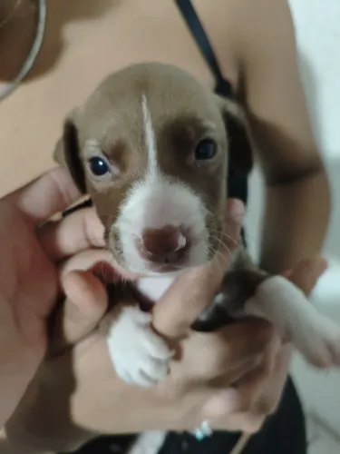 Filhote macho (Pitbull/labrador)