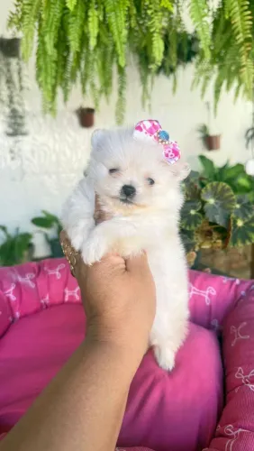 Lulu da Pomerânia