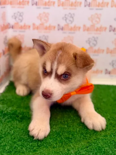 Husky Siberiano Macho 