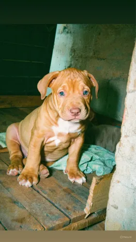 Vende-se filhote Macho de American pitbull terrier com 2 meses