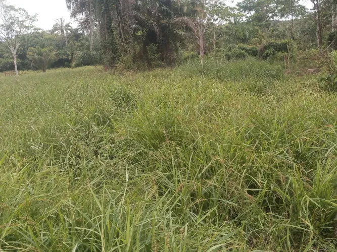 10 ta=4.3 Ha Br 101/St. Antonio d Jesus-Ba